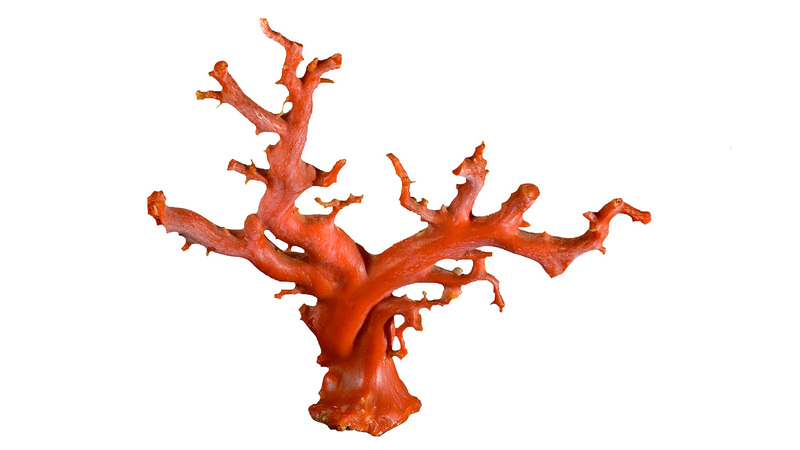 Orange coral trunk weighing 281.30 grams from the South China Sea, gift of Edward R. Swoboda (© GIA)