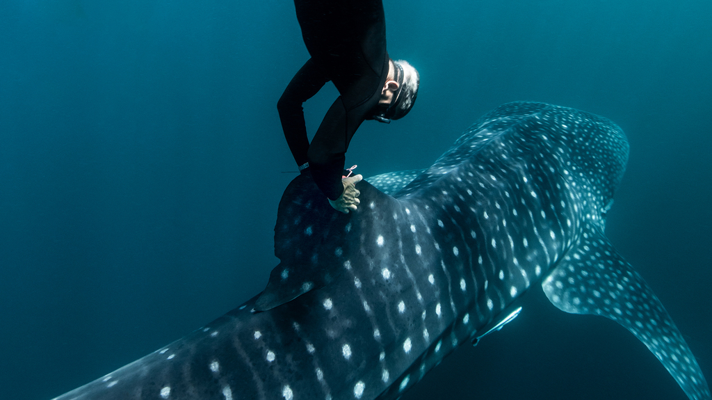 Brad Norman tags a whale shark off the coast of Australia. A 2006 Rolex Awards Laureate, Norman tracks whale sharks, which are an endangered species, in order to better protect them. (©Rolex/Franck Gazzola)
