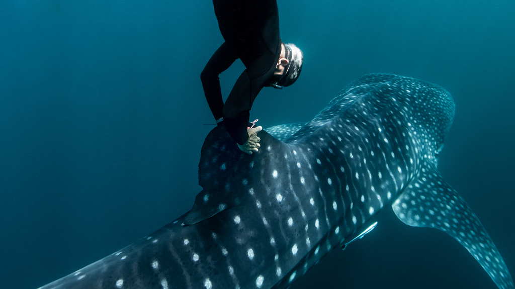 Brad Norman tags a whale shark off the coast of Australia. A 2006 Rolex Awards Laureate, Norman tracks whale sharks, which are an endangered species, in order to better protect them. (©Rolex/Franck Gazzola) Brad Norman tags a whale shark off the coast of Australia. A 2006 Rolex Awards Laureate, Norman tracks whale sharks, which are an endangered species, in order to better protect them. (©Rolex/Franck Gazzola)